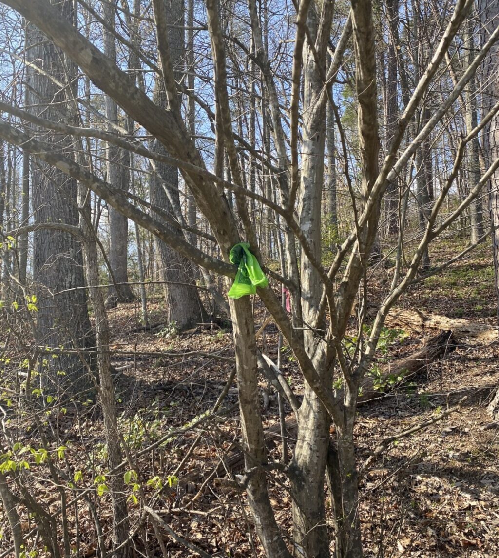 Dog waste in a bag in a tree