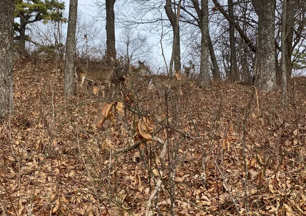 Deer on Skyline Drive