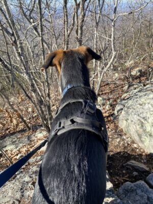 dog on a leash