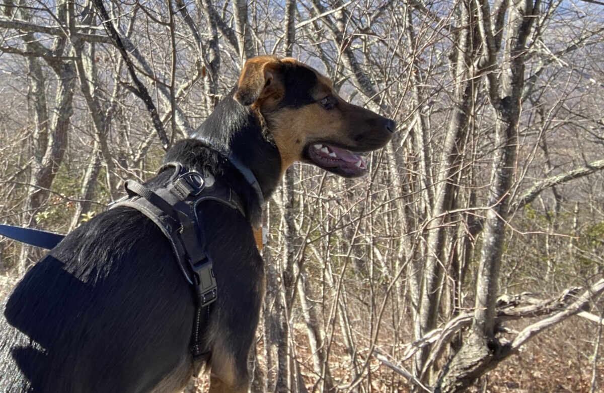 Keeping Your Dog on a Leash on Trails