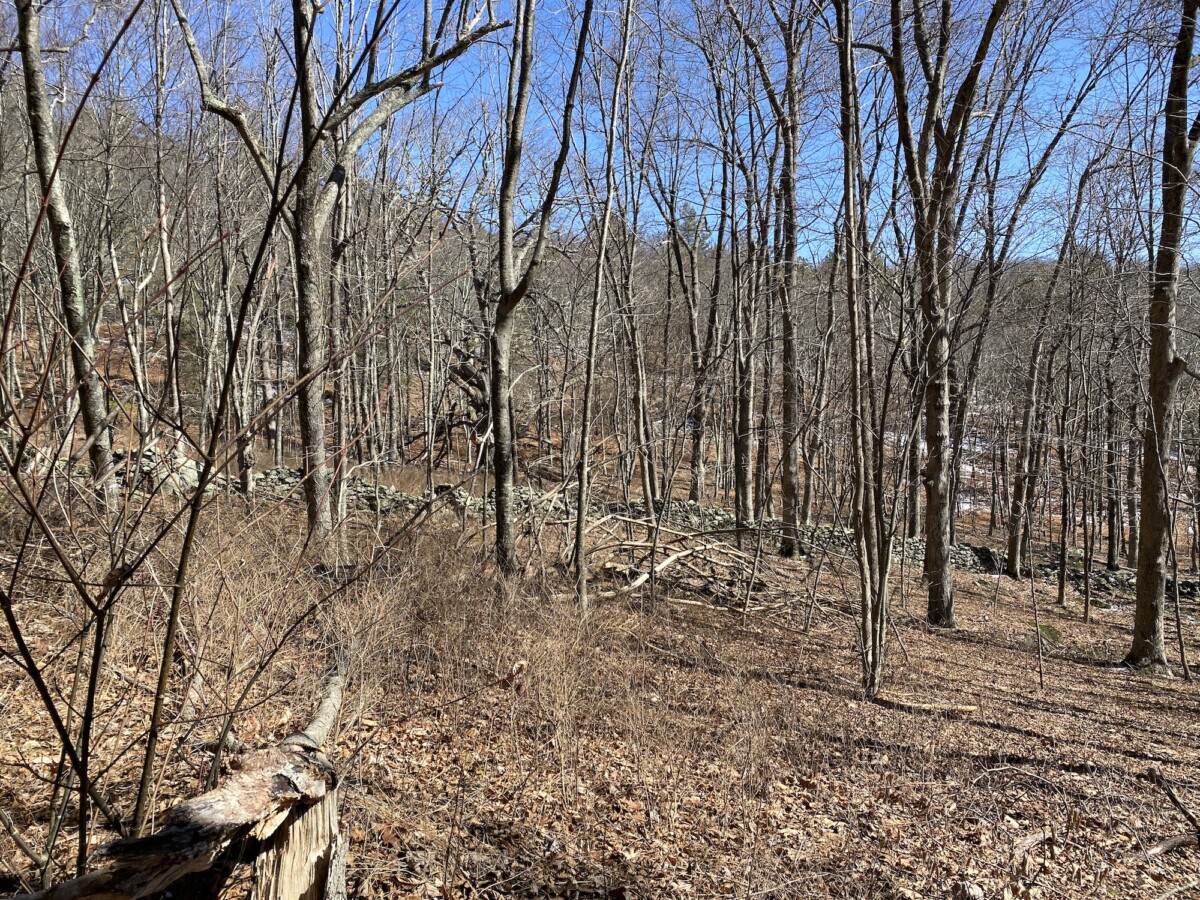 Why We Plant a Tree When You Finish the Trail Year