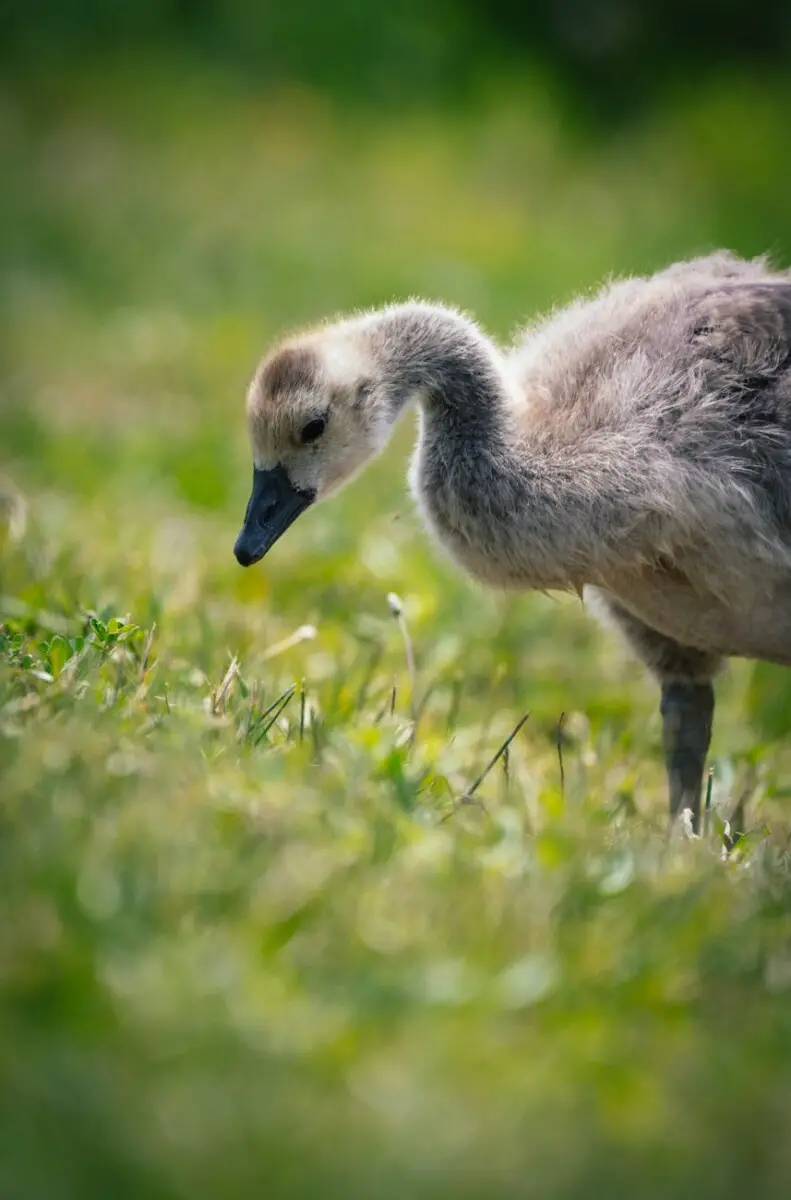 young gosling foraging in a lush green field