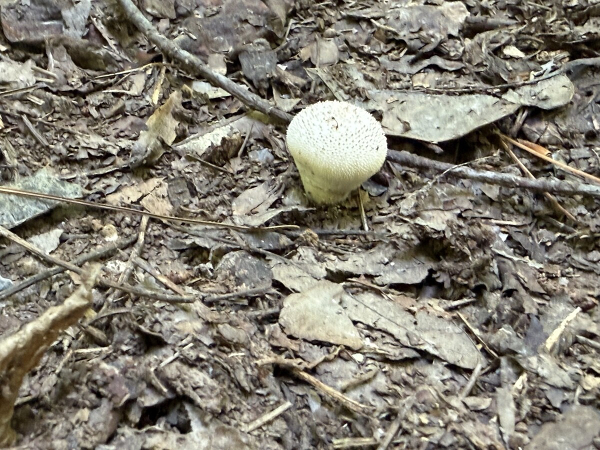 Hiking Occoneechee State Park