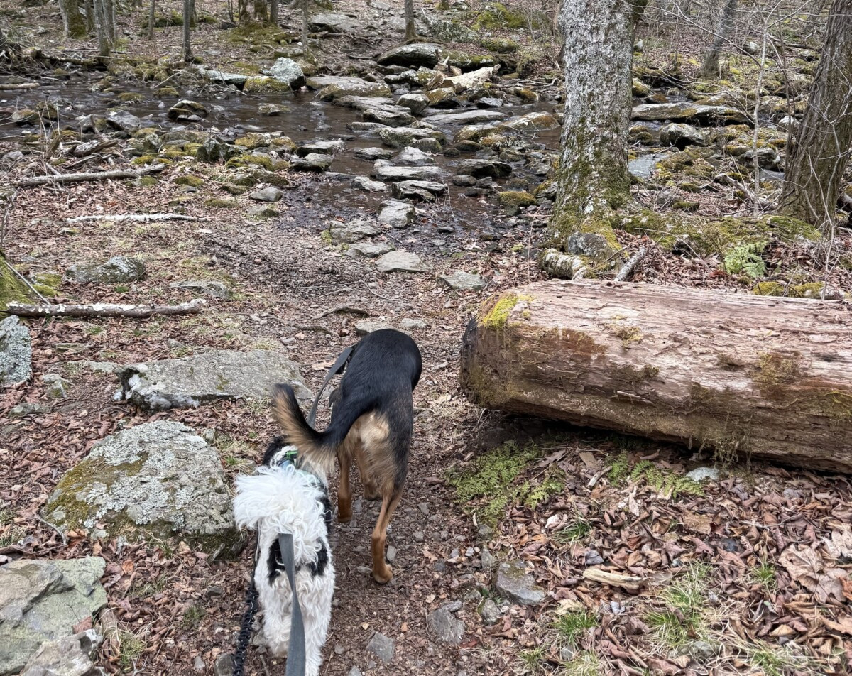 How to Hike Solo With a Reactive or Sensitive Dog