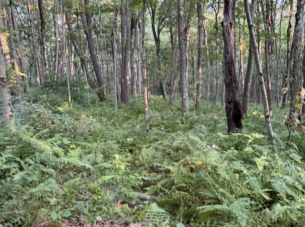 Mill Prong, Rapidan Camp & Hightop Mountain via the Appalachian Trail